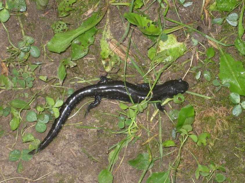 A salamander makes its way through some foilage.