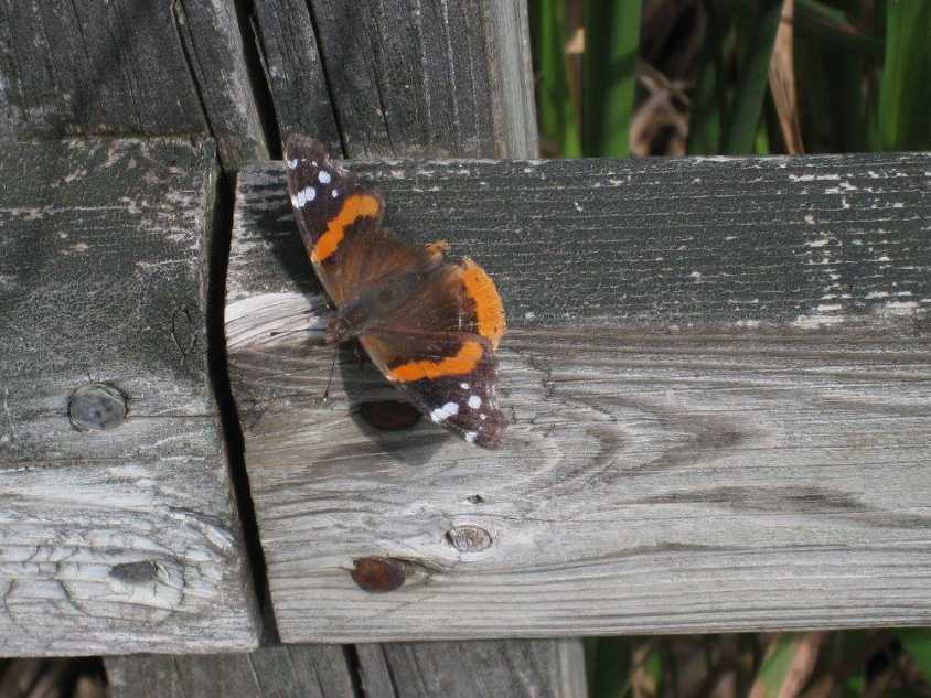 A butterfly perched on a fence board.