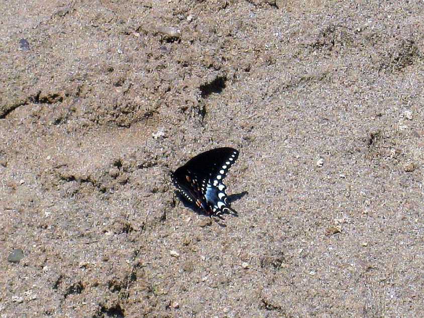 A butterfly sits along the shores of Dils Lake.